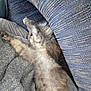 cat, furry, stretching, blanket, couch, cozy, indoor, relaxed, sleepy, pet, fluffy, fur, animal, home, resting, comfort, blue, texture, soft, lazy