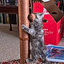 Chouli joined the competition — help win amazing prizes! kitten, cat, scratching_post, climbing, indoor, carpet, rug, cardboard_box, toy, furniture, playful, gray, pet, home, animal, floor, cozy, fuzzy, young, curious