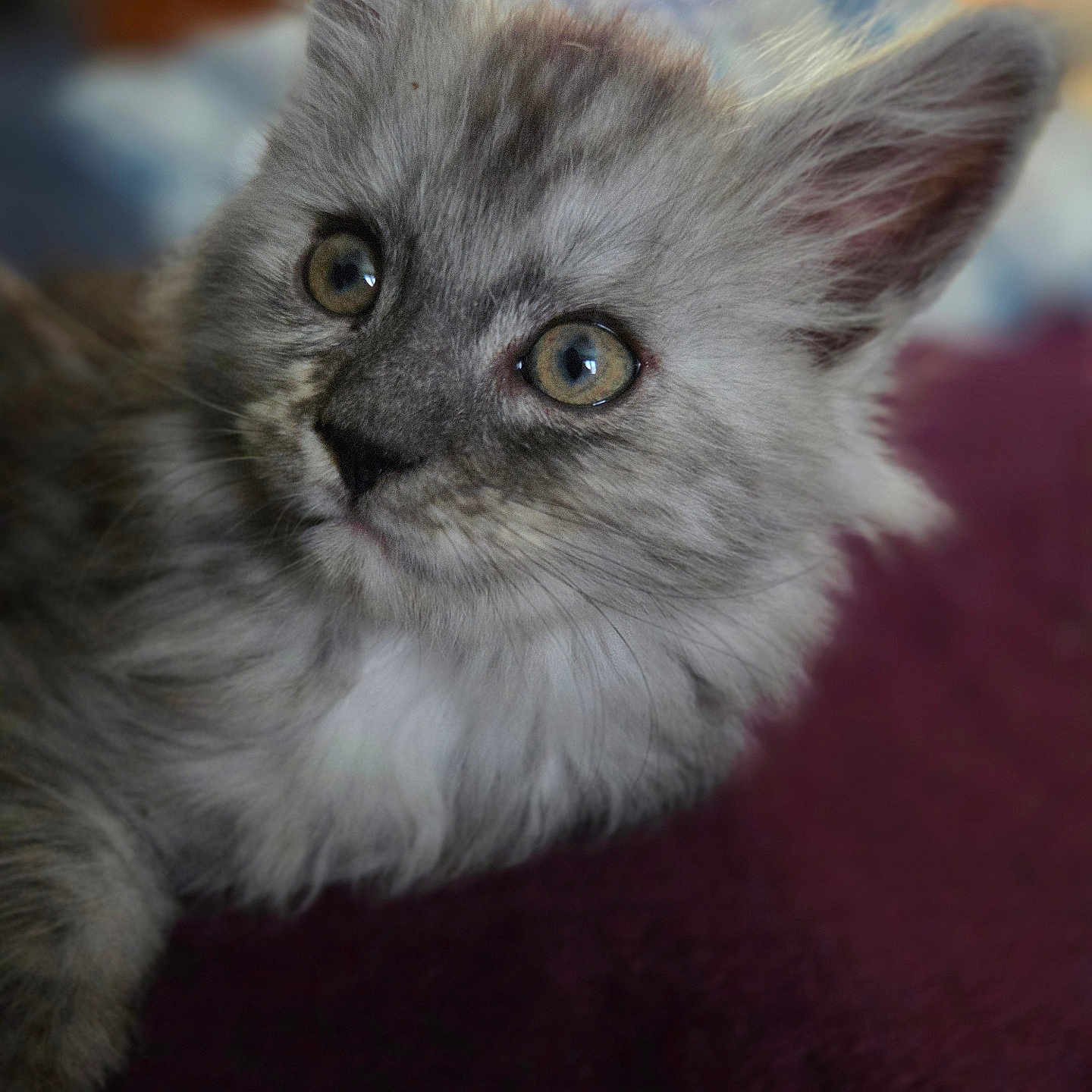 Chouli is registered to the contest to win money with this photo: animal, cat, close_up, cozy, curious, cute, domestic_animal, ears, eyes, feline, fur, furry, indoor, kitten, mammal, pet, portrait, soft, whiskers, young