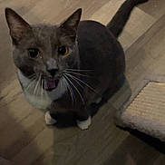 Mittens is registered to the contest to win money with this photo: cat, gray_cat, white_paws, wooden_floor, scratching_post, pet, indoor, looking_up, meowing, feline, whiskers, tail, ears, animal, cute, domestic, fur, sitting, shadow, flooring