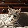 Baby is registered to the contest to win money with this photo: cat, gray_cat, indoor, bed, blanket, furniture, dresser, green_eyes, pet, animal, resting, closeup, whiskers, domestic_cat, cute, portrait, relaxed, home, cozy, feline