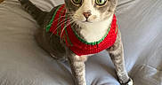 Baby joined the competition — help win amazing prizes! cat, gray_cat, white_paws, sweater, red_sweater, green_trim, bed, gray_sheets, pillows, patterned_pillow, indoor, pet, feline, curious, alert, wooden_floor, blanket, home, domestic_animal, looking_at_camera