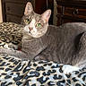 Baby joined the competition — help win amazing prizes! cat, gray_cat, white_paws, green_eyes, bedspread, leopard_print, bedroom, dresser, wooden_furniture, bottles, indoor, pet, feline, relaxed, lying_down, whiskers, ears, fur, domestic_animal, closeup