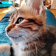 Canelle participe au concours pour gagner de l'argent avec cette photo : kitten, cat, close_up, whiskers, feline, pet, indoor, blurred_background, curious, young_animal, fur, blue_fabric, resting, domestic_animal, portrait, cute, small_animal, soft_light, animal_face, side_view