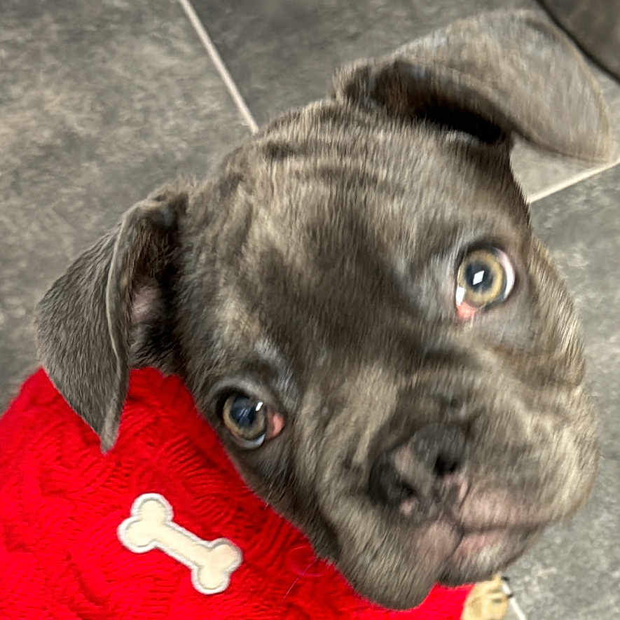 Saint Berney is registered to the contest to win money with this photo: animal, brown_fur, canine, clothing, companion, cute, dog, domestic_animal, ears, eyes, face, floor, indoors, looking_up, pet, puppy, red_sweater, snout, tile_floor, young_dog