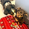 Cachito is registered to the contest to win money with this photo: animal, blanket, brown_fur, canine, chew_toy, companion, curious, cute, dog, floor, friendship, fur, indoor, looking_at_camera, pet, playing, puppy, red_blanket, snowflake_pattern, toy