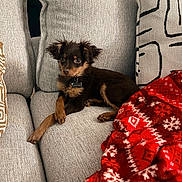 Cachito is registered to the contest to win money with this photo: blanket, brown_dog, couch, cozy, cute, dog, domestic_animal, fur, furniture, holiday_blanket, indoor, living_room, pet, pillow, puppy, red_blanket, relaxed, resting, small_dog, textured_fabric