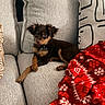 blanket, brown_dog, couch, cozy, cute, dog, domestic_animal, fur, furniture, holiday_blanket, indoor, living_room, pet, pillow, puppy, red_blanket, relaxed, resting, small_dog, textured_fabric