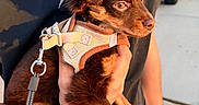 Cachito joined the competition — help win amazing prizes! black_shirt, brown_fur, casual, close_up, daylight, dog, driveway, fluffy_ears, hand, harness, holding, leash, outdoor, person, pet, puppy, side_view, small_dog, vehicle, watch