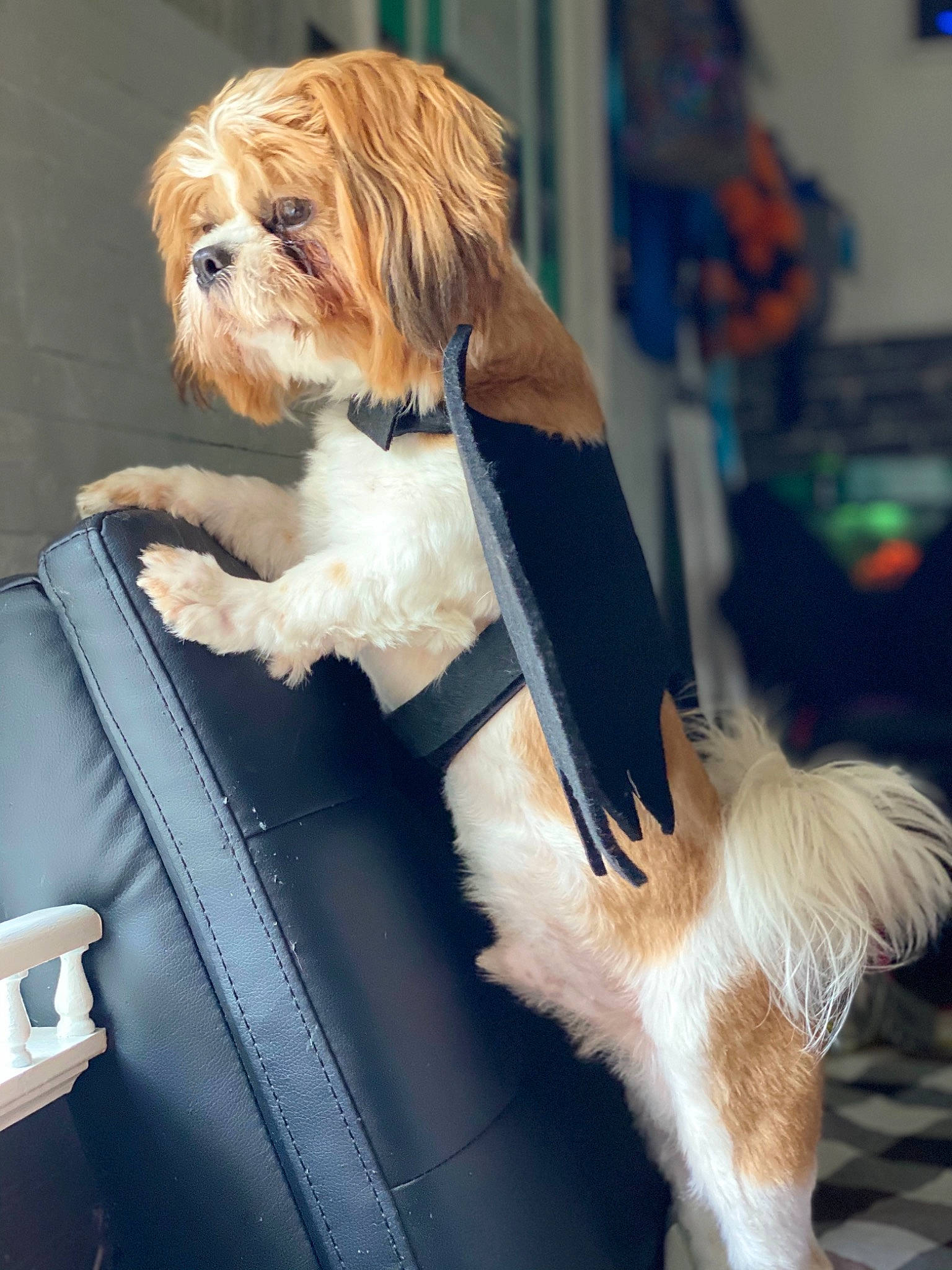 Hicup joined the competition — help win amazing prizes! canidae, carnivore, cavachon, companion_dog, dog, dog_breed, fur, lhasa_apso, lowchen, mammal, petit_basset_griffon_vendeen, phalene, puppy, rare_breed_dog, shih_tzu, sporting_group, toy_dog