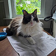 Ruby joined the competition — help win amazing prizes! animal, blanket, cat, cushion, diningtable, furniture, hardwood, homedecor, indoors, interiordesign, kitten, linen, manx, mat, pet, photography, table, towel, window, wood