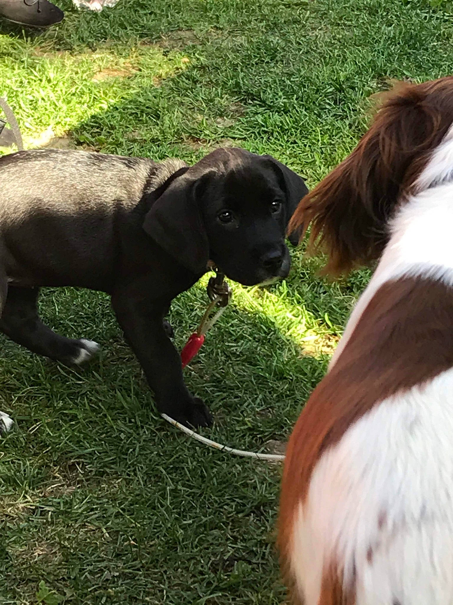 Sasha joined the competition — help win amazing prizes! canidae, carnivore, collar, companion_dog, dog, dog_breed, dog_collar, fawn, fur, grass, grassland, gun_dog, liver, pasture, plant, sporting_group, tail, terrestrial_animal, working_animal, working_dog