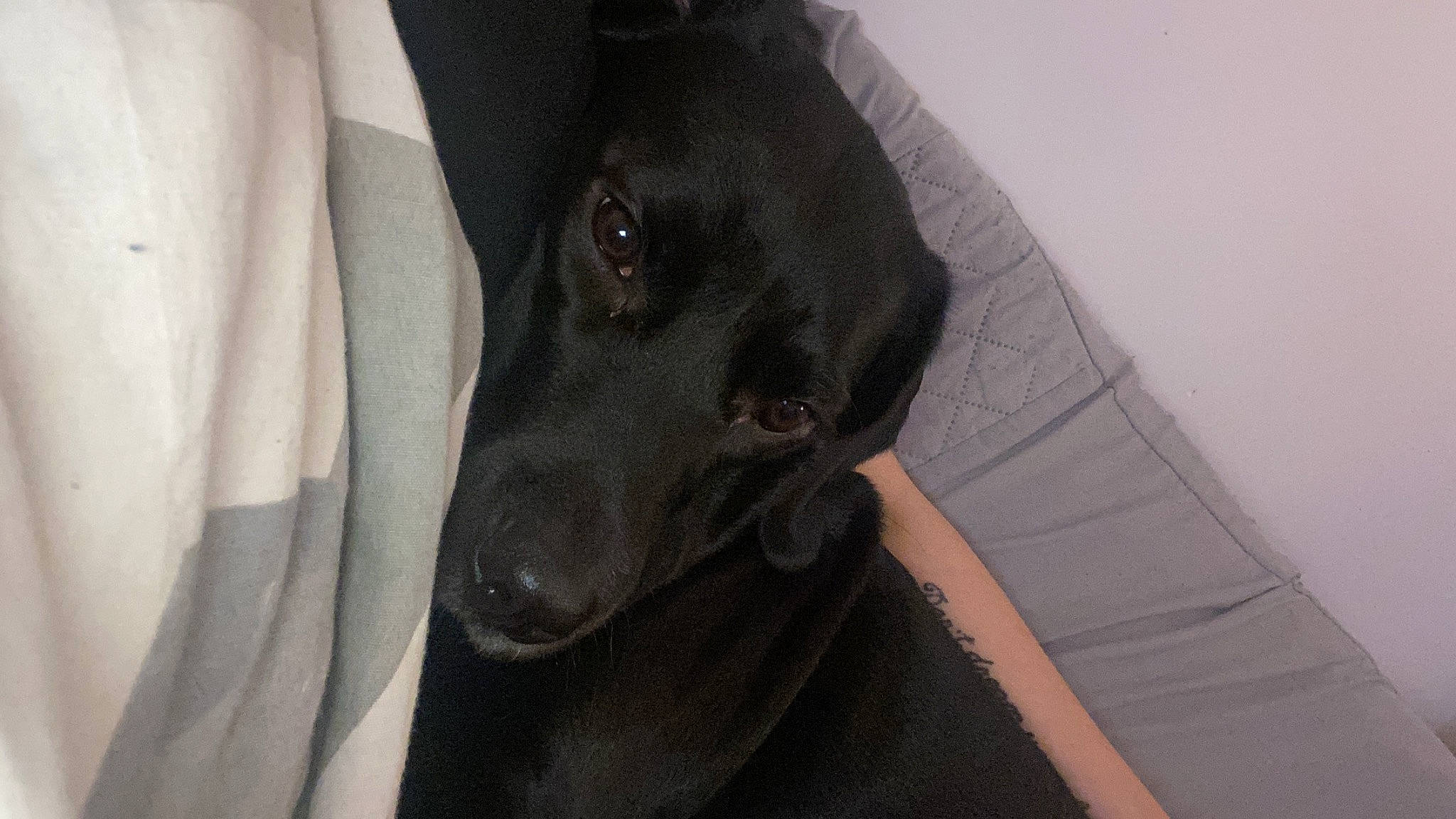 Sasha joined the competition — help win amazing prizes! borador, canidae, carnivore, comfort, companion_dog, dog, dog_breed, fawn, flash_photography, fur, grey, guard_dog, labrador_retriever, non_sporting_group, sleeve, snout, sporting_group, whiskers, working_animal