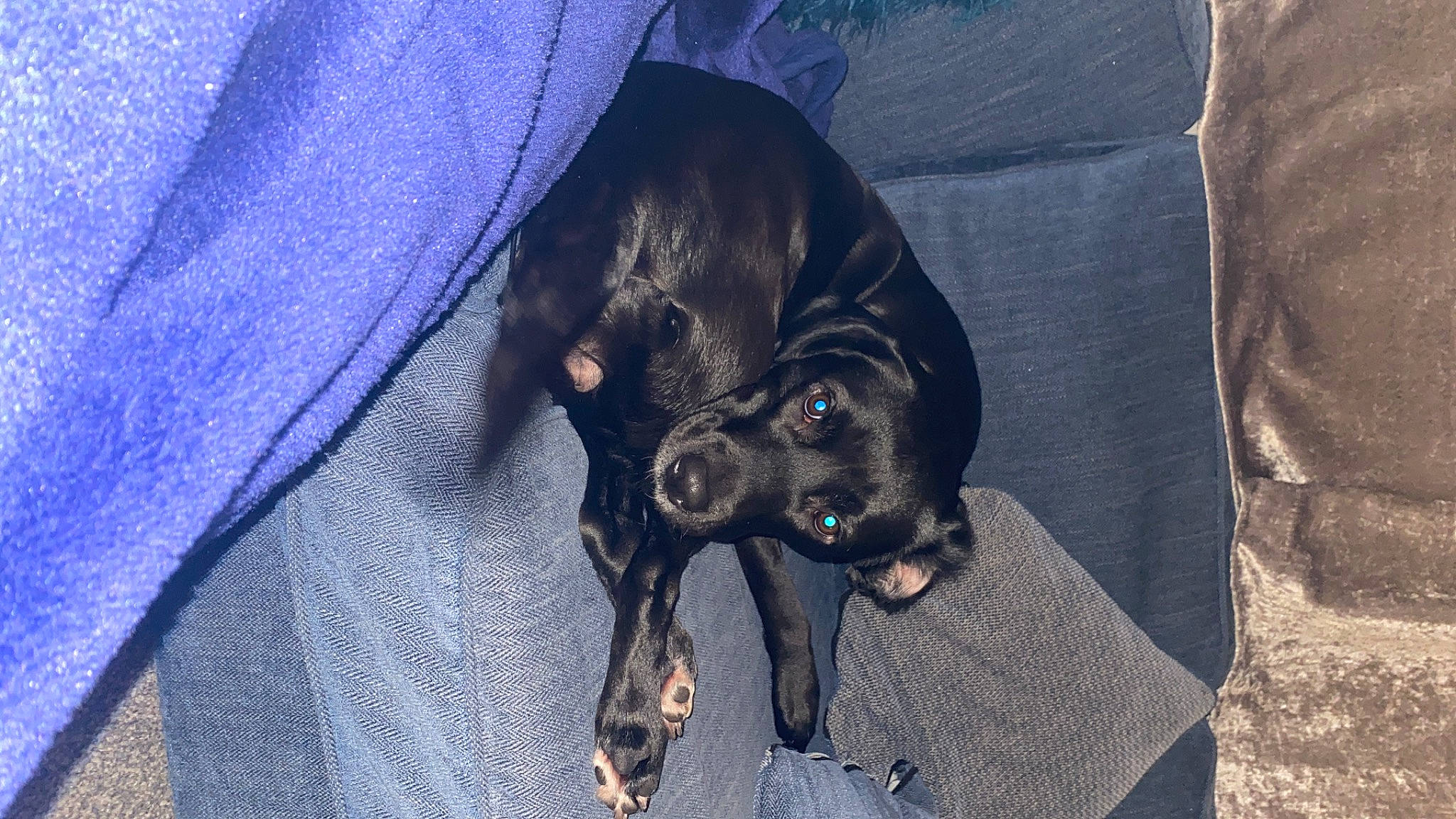 Sasha joined the competition — help win amazing prizes! borador, canidae, carnivore, comfort, companion_dog, dog, dog_breed, dog_supply, electric_blue, fur, liver, natural_material, non_sporting_group, pet_supply, sporting_group, terrestrial_animal, working_animal