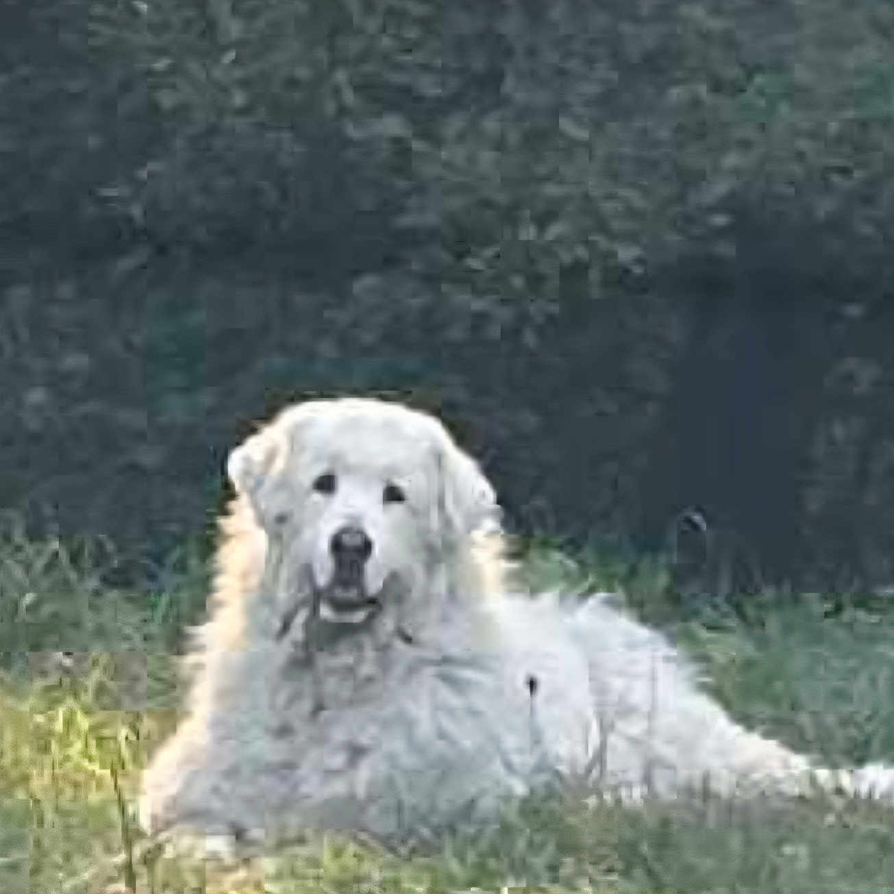 Yuki a rejoint le concours — aidez-le/la à gagner de superbes lots ! animal, calm, canine, companion, daytime, dog, domestic_animal, field, forest, fur, grass, lying_down, mammal, nature, outdoor, pet, portrait, relaxing, white_dog, wildlife
