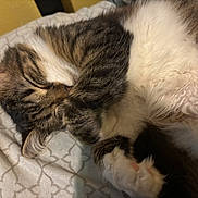 Piper is registered to the contest to win money with this photo: animal, bedspread, cat, closeup, cozy, curled, cute, domestic, feline, fur, indoor, mammal, paws, pet, relaxed, resting, sleeping, soft, tabby, whiskers