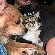 Piper joined the competition — help win amazing prizes! dog, cat, pet, closeup, indoor, person, lap, blanket, furry, cute, curious, cozy, sniffing, relaxed, animal, friendship, comfort, brown, white, black