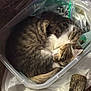 cat, sleeping, plastic_bin, curled_up, feline, pet, indoor, resting, tabby, white_fur, brown_fur, container, plastic_bag, wood, cozy, domestic_animal, fur, quiet, relaxed, animal