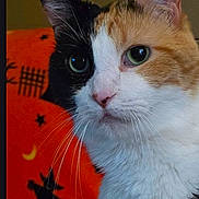 Gidget is registered to the contest to win money with this photo: animal, black_and_white_fur, blanket, calico_cat, cat, close_up, cozy, feline, green_eyes, indoors, looking_at_camera, nose, orange_background, orange_fur, pet, photography, pointed_ears, portrait, whiskers, white_fur