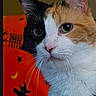animal, black_and_white_fur, blanket, calico_cat, cat, close_up, cozy, feline, green_eyes, indoors, looking_at_camera, nose, orange_background, orange_fur, pet, photography, pointed_ears, portrait, whiskers, white_fur