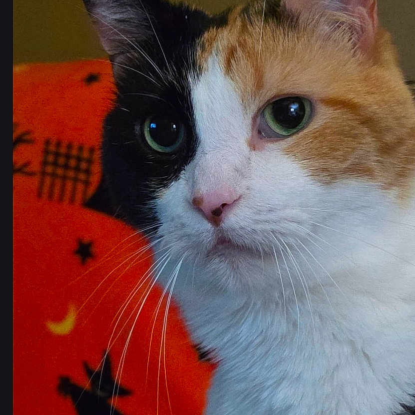 Gidget