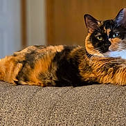 Tootsie is registered to the contest to win money with this photo: animal, background, calico, cat, couch, cozy, domestic, door, ears, feline, fur, furniture, home, indoor, paws, pet, relaxed, resting, stretched_out, whiskers