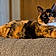Tootsie