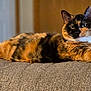 animal, background, calico, cat, couch, cozy, domestic, door, ears, feline, fur, furniture, home, indoor, paws, pet, relaxed, resting, stretched_out, whiskers