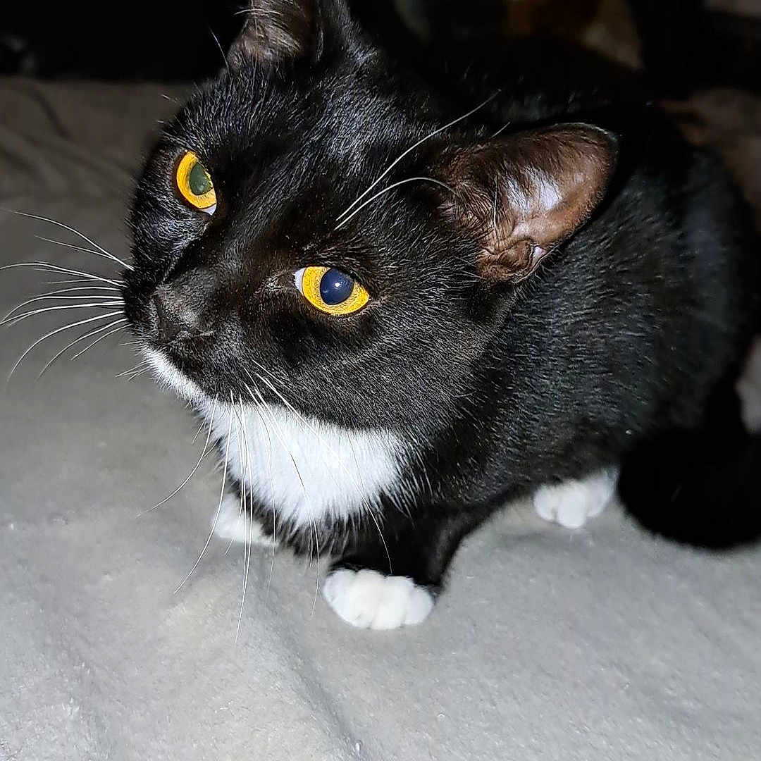 Hadès participe au concours pour gagner de l'argent avec cette photo : abyssinian, angora, animal, bed, blackcat, blanket, cat, furniture, indoors, kitten, manx, pet, snout