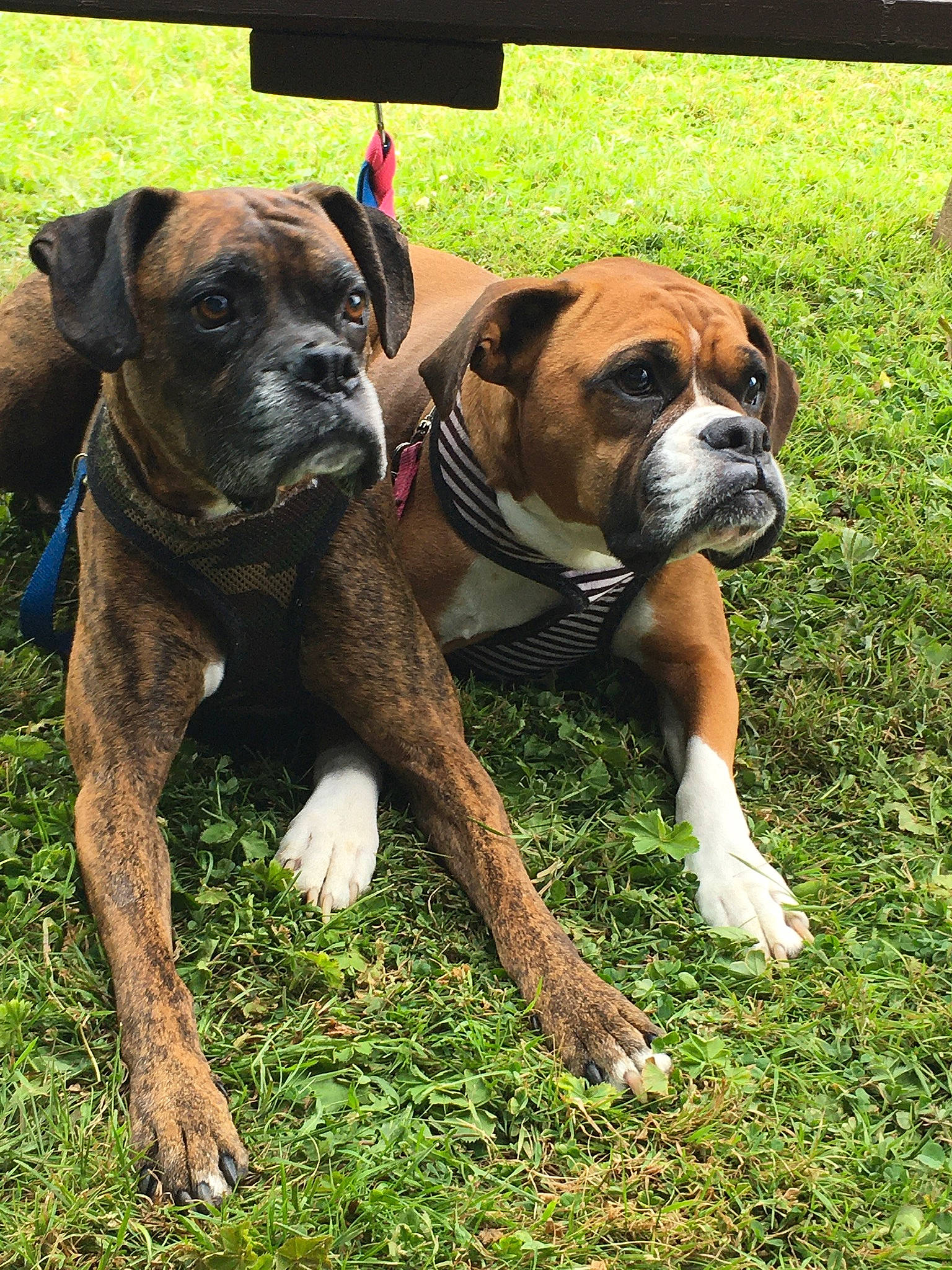 Gloria a rejoint le concours — aidez-le/la à gagner de superbes lots ! boerboel, boxer, bullmastiff, canidae, carnivore, companion_dog, dog, dog_breed, dorset_olde_tyme_bulldogge, fawn, grass, mammal, molosser, old_english_bulldog, olde_english_bulldogge, rare_breed_dog, snout, sporting_group, valley_bulldog, vertebrate