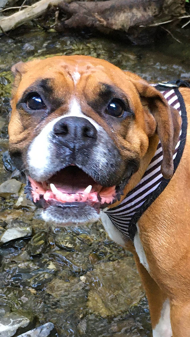 Gloria a rejoint le concours — aidez-le/la à gagner de superbes lots ! american_bulldog, australian_bulldog, boerboel, boxer, bulldog, canidae, carnivore, dog, dog_breed, fawn, mammal, non_sporting_group, old_english_bulldog, olde_english_bulldogge, perro_de_presa_mallorquin, rare_breed_dog, renascence_bulldogge, snout, valley_bulldog, vertebrate