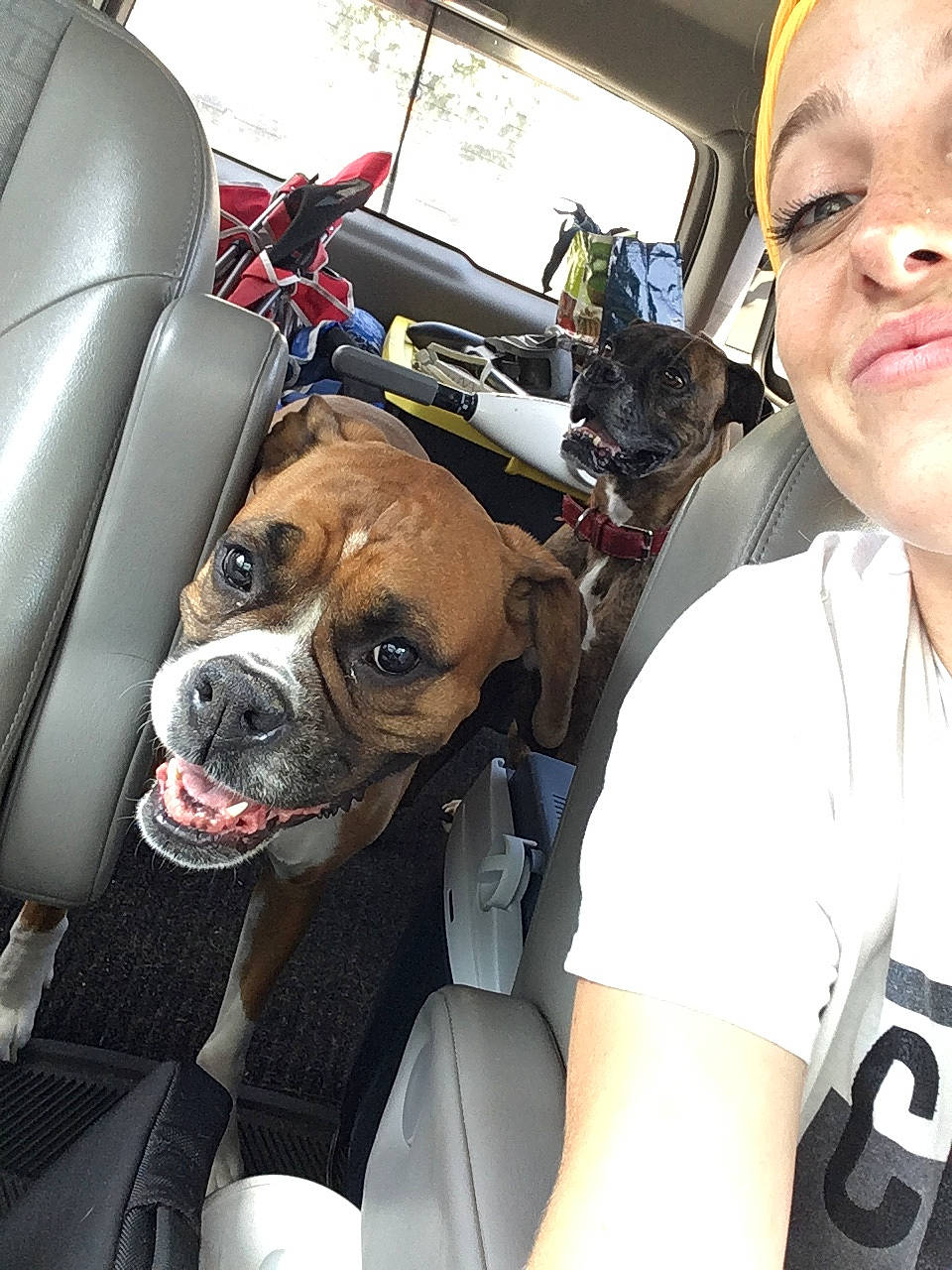 Gloria a rejoint le concours — aidez-le/la à gagner de superbes lots ! boxer, bulldog, canidae, car, carnivore, companion_dog, dog, dog_breed, ear, fawn, mammal, non_sporting_group, old_english_bulldog, olde_english_bulldogge, puppy_love, snout, sporting_group, valley_bulldog, vehicle, working_dog