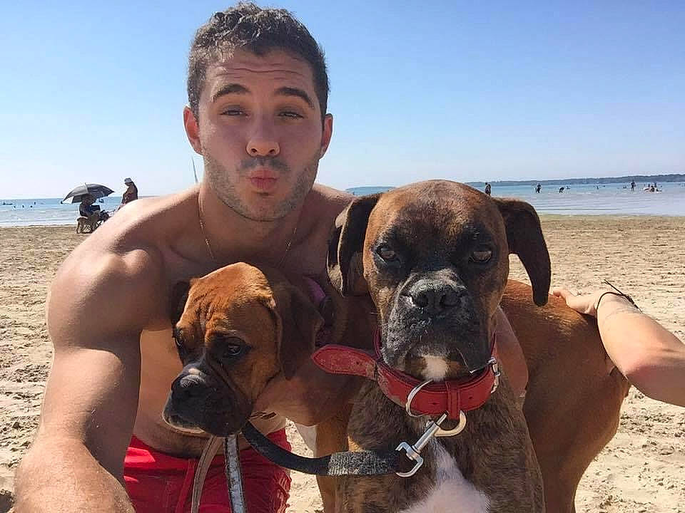 Georges a rejoint le concours — aidez-le/la à gagner de superbes lots ! american_mastiff, boerboel, boxer, bullmastiff, canidae, carnivore, companion_dog, dog, dog_breed, english_mastiff, fawn, korean_mastiff, mammal, molosser, sporting_group, valley_bulldog, vertebrate, working_dog