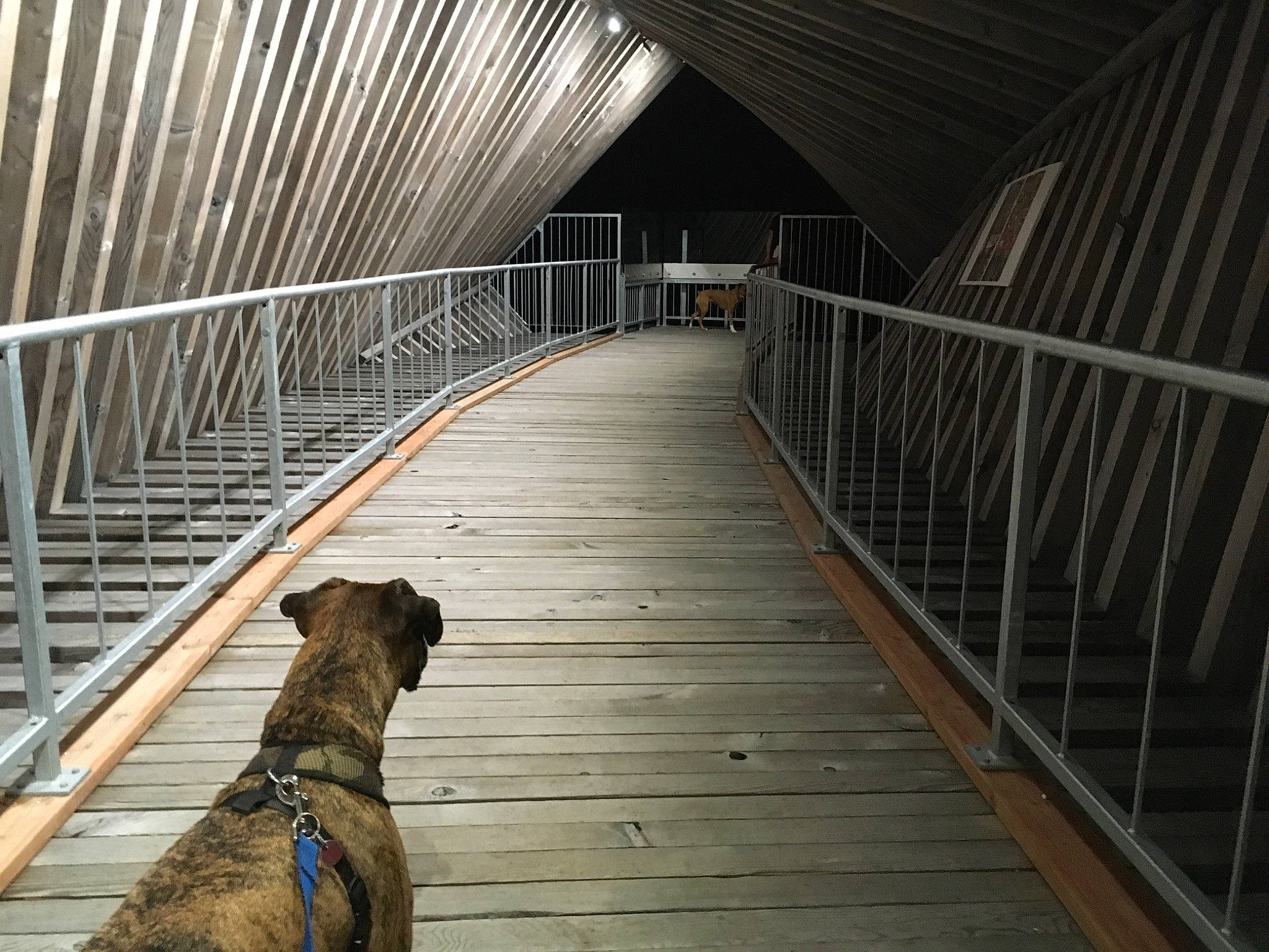 Georges a rejoint le concours — aidez-le/la à gagner de superbes lots ! animal_shelter, architecture, bridge, building, canidae, carnivore, dog, dog_breed, handrail, metal, night, roof, snout, sporting_group, walkway, wood