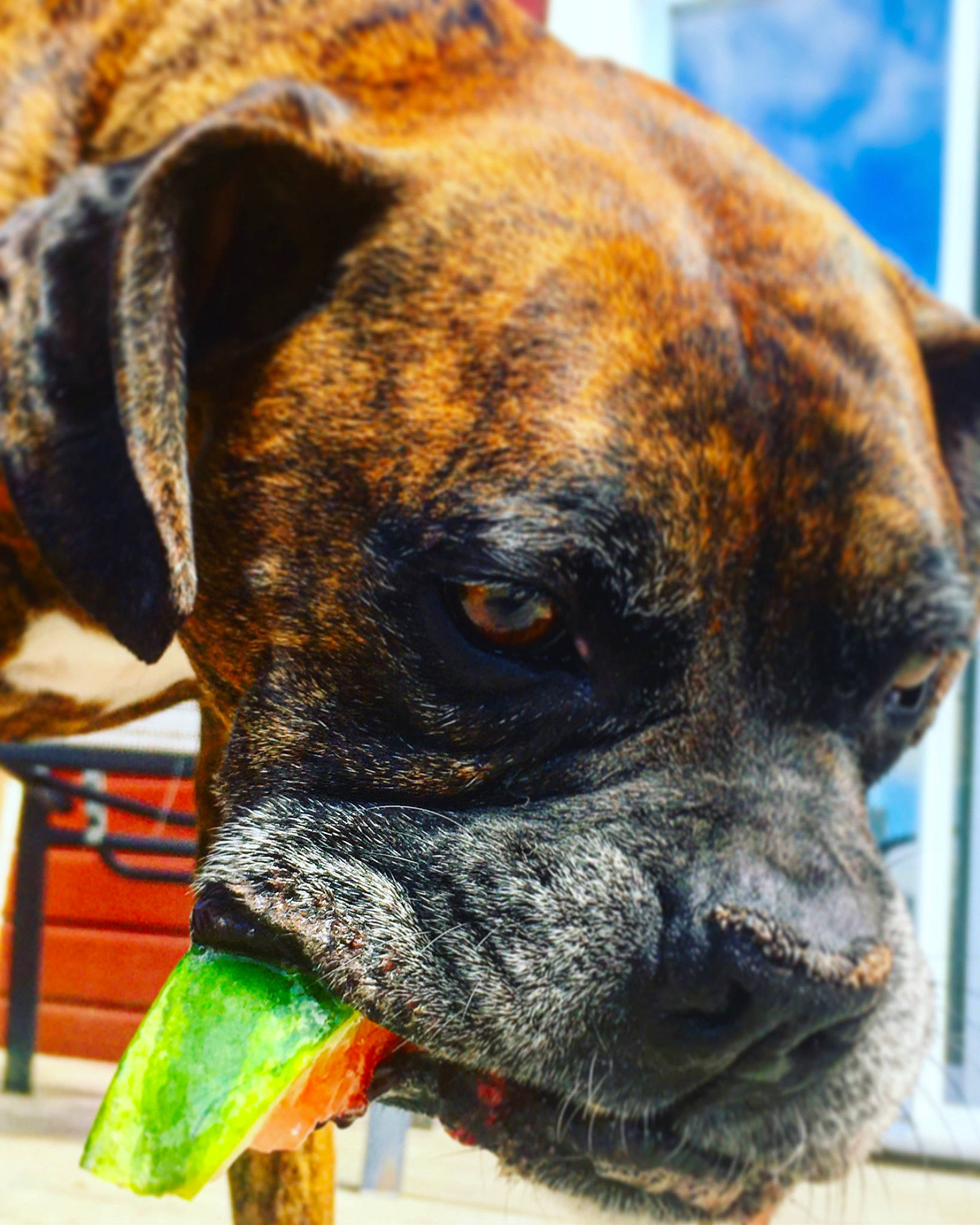 Georges participe au concours pour gagner de l'argent avec cette photo : alano_espanol, alaunt, ancient_dog_breeds, boxer, bullmastiff, canidae, carnivore, dog, dog_breed, fawn, mammal, molosser, non_sporting_group, nose, perro_de_presa_canario, rare_breed_dog, snout, whiskers