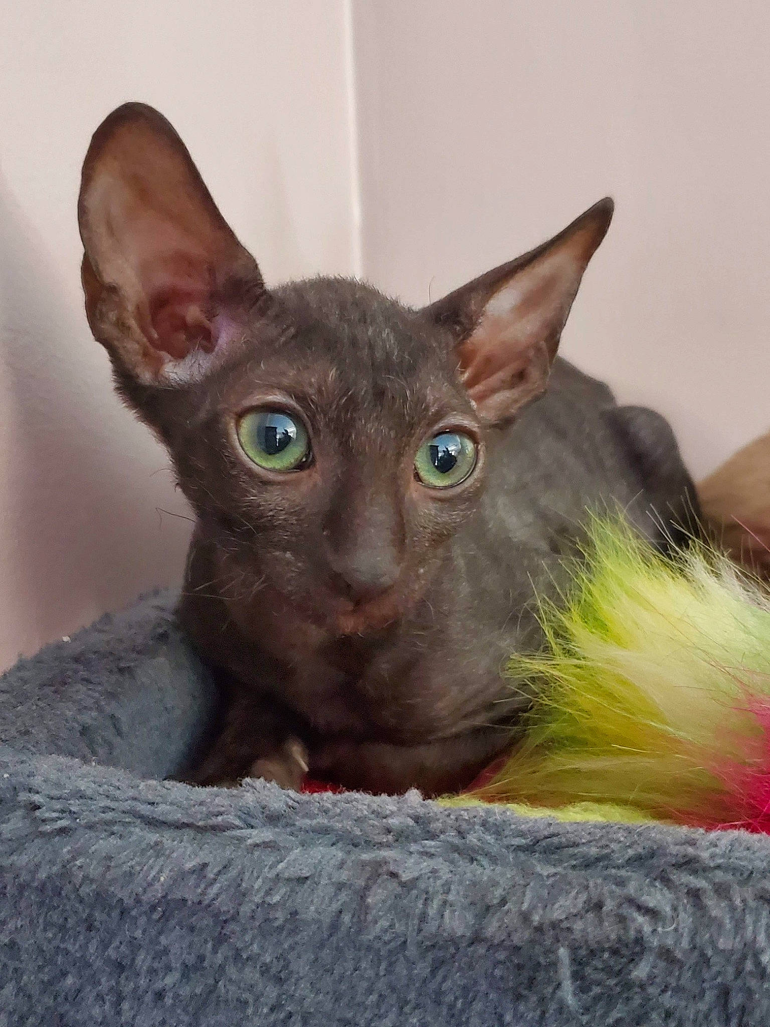 Alain participe au concours pour gagner de l'argent avec cette photo : carnivore, cat, cornish_rex, devon_rex, donskoy, ear, felidae, german_rex, havana_brown, kitten, mammal, oriental_longhair, oriental_shorthair, peterbald, rex_cat, small_to_medium_sized_cats, snout, sphynx, vertebrate, whiskers