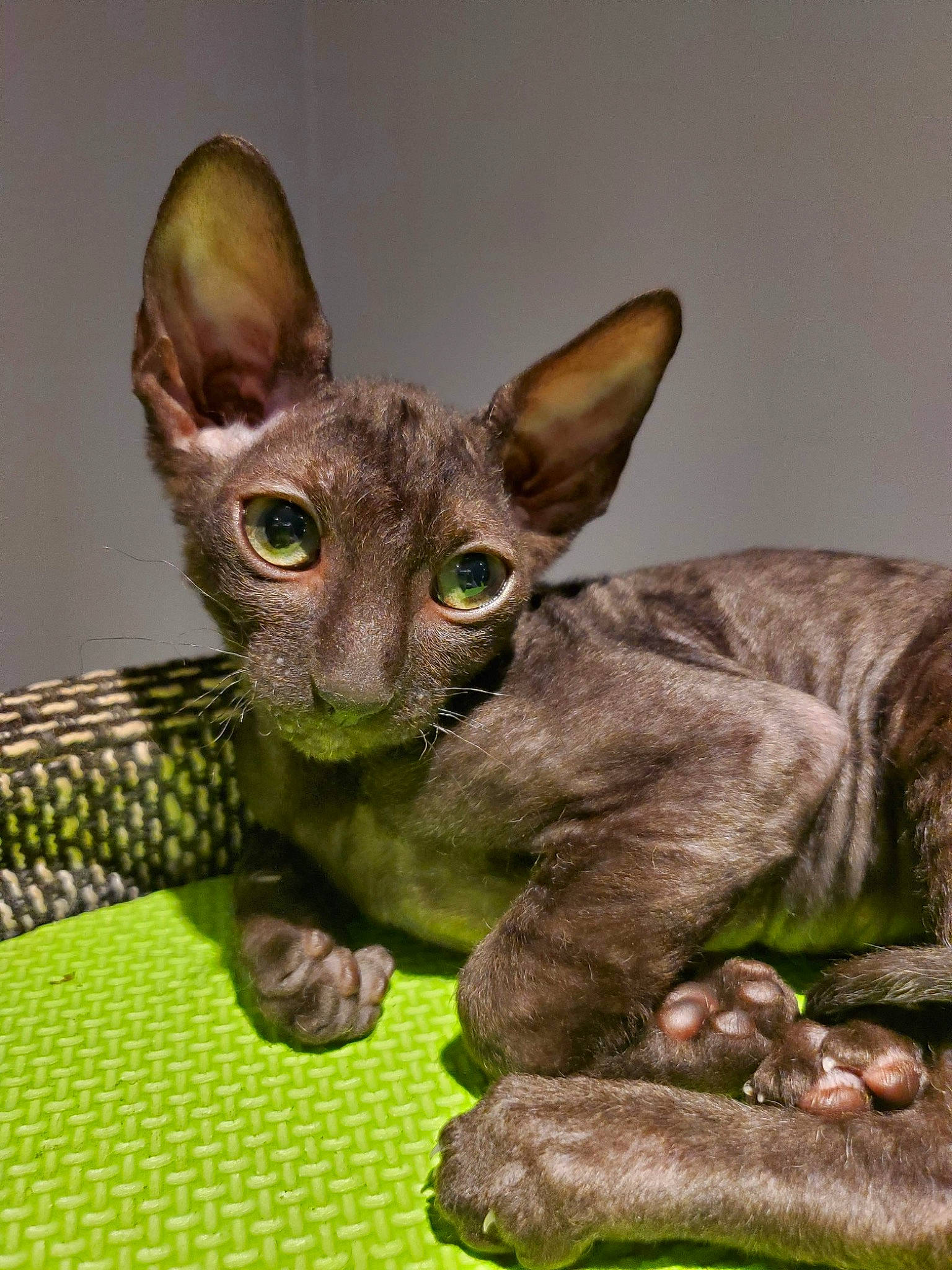 Alain participe au concours pour gagner de l'argent avec cette photo : asian, carnivore, cat, cornish_rex, devon_rex, donskoy, felidae, german_rex, mammal, organism, oriental_longhair, oriental_shorthair, peterbald, rex_cat, small_to_medium_sized_cats, snout, sphynx, vertebrate, whiskers