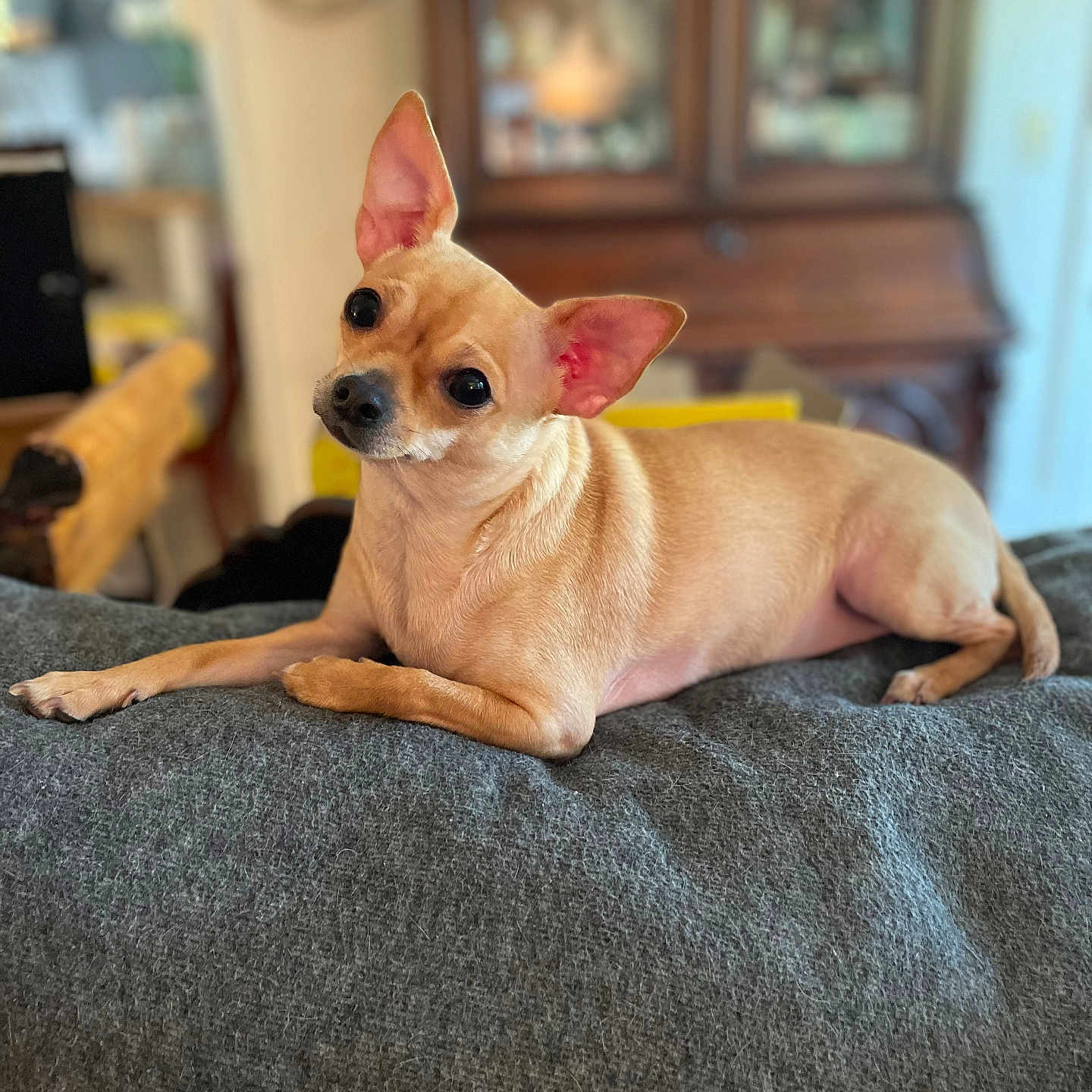 Lulu joined the competition — help win amazing prizes! animal, bed, bedroom, blanket, bookcase, bulldog, canine, chihuahua, couch, cushion, dog, furniture, homedecor, hound, indoors, interiordesign, pet, puppy, room, whitedog