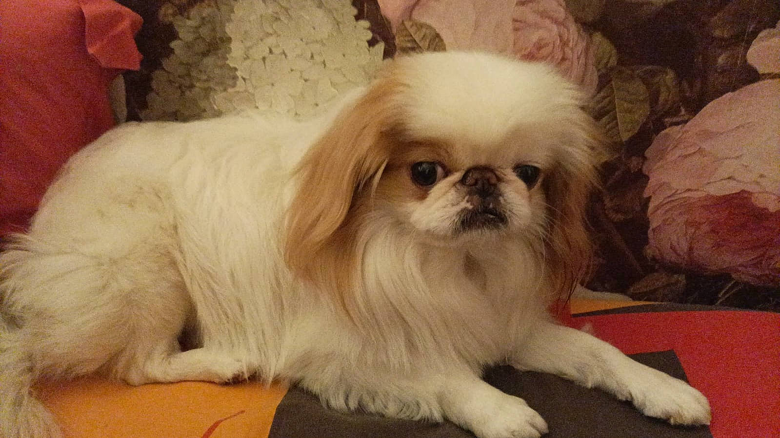 Charly a rejoint le concours — aidez-le/la à gagner de superbes lots ! ancient_dog_breeds, canidae, carnivore, companion_dog, dog, dog_breed, dog_supply, ear, fawn, fur, liver, maltepoo, non_sporting_group, shih_tzu, snout, sporting_group, terrestrial_animal, toy_dog, working_animal