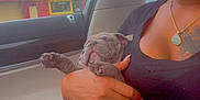 Mclovin joined the competition — help win amazing prizes! person, puppy, dog, car_interior, glasses, sleeping, lap, hand, window, billboard, building, plaid_pants, black_shirt, necklace, tattoo, relaxation, cute, pet, cozy, casual
