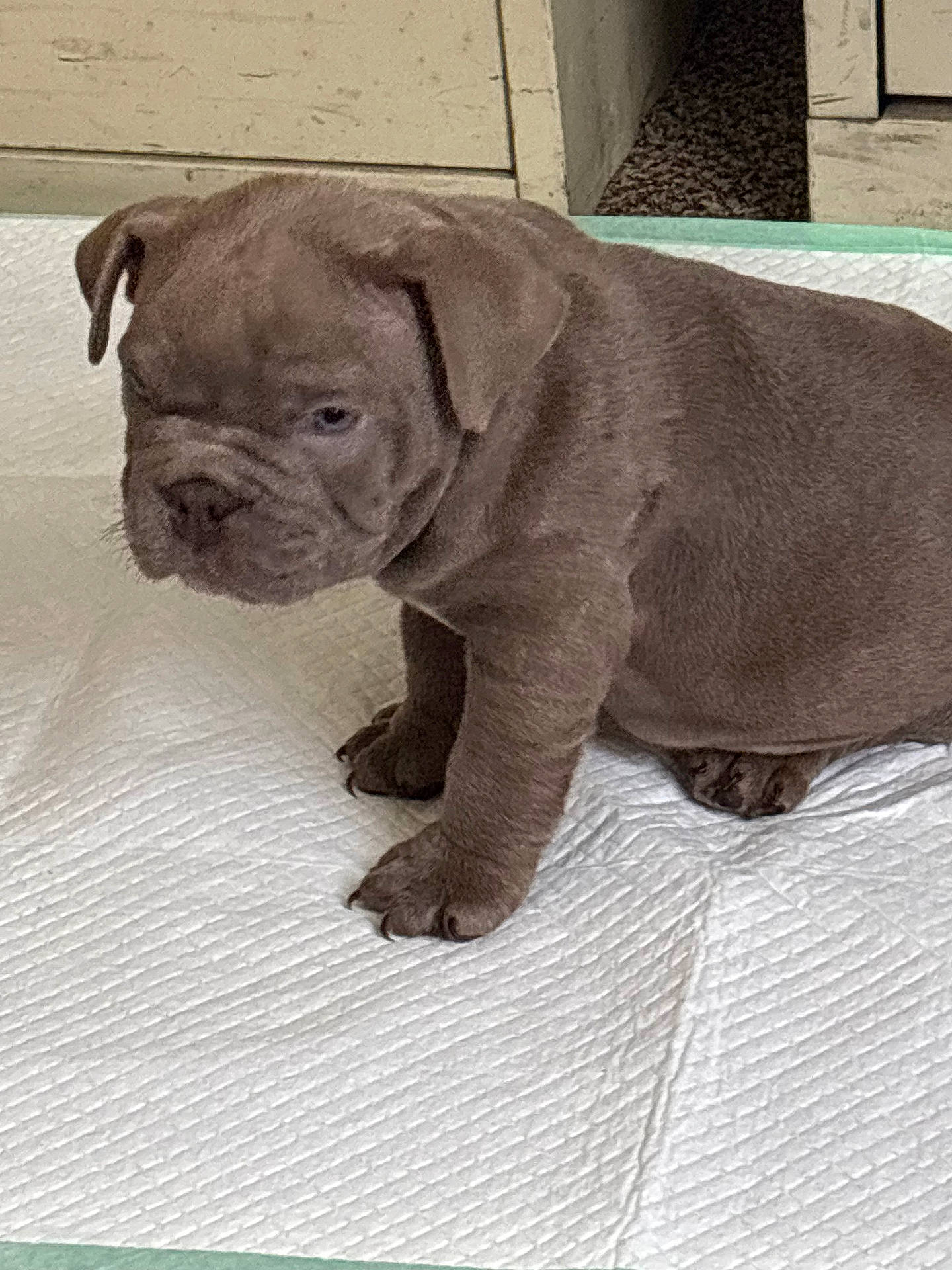 Mclovin joined the competition — help win amazing prizes! adorable, animal, brown_fur, canine, companion, cute, cute_pet, dog, domestic, floor_pad, fur, indoor, pet, pet_care, puppy, sitting, small, wrinkled_face, young, young_dog