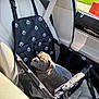 puppy, dog, car_seat, pet_carrier, black, white_paw_prints, leather_seat, beige, sunlight, car_interior, window, seatbelt, cute, wrinkly, young_dog, mesh_sides, resting, small_dog, pet_accessory, outdoor_light