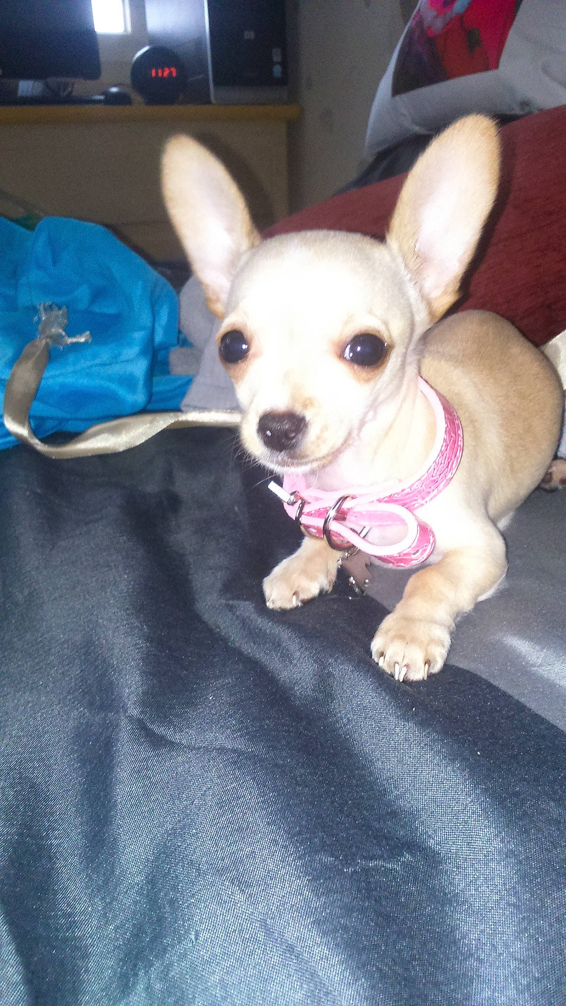 Maya a rejoint le concours — aidez-le/la à gagner de superbes lots ! canidae, carnivore, chihuahua, collar, companion_dog, dog, dog_breed, dog_clothes, dog_supply, ear, eye, fawn, fur, pet_supply, snout, sporting_group, tail, toy_dog, whiskers, working_animal