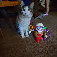 Toby joined the competition — help win amazing prizes! animal, carpet, cat, child, colorful, curious, floor, furniture, home, indoor, legs, mr_potato_head, pet, plastic_toy, playtime, socks, stuffed_toy, table, toy, wood