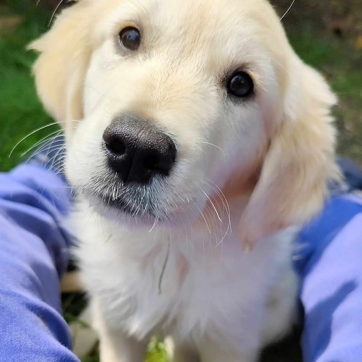 Alfie a rejoint le concours — aidez-le/la à gagner de superbes lots ! adorable, animal, black_nose, blue_clothing, canine, close_up, curious, cute, dog, friendship, fur, golden_retriever, grass, legs, nature, outdoor, pet, puppy, whiskers, young_dog