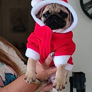 Amour a rejoint le concours — aidez-le/la à gagner de superbes lots ! animal, christmas, clock, costume, cute, decor, dog, face, fur, holding, holiday, indoor, paws, person_hand, pet, pug, puppy, red_clothing, small, white_trim