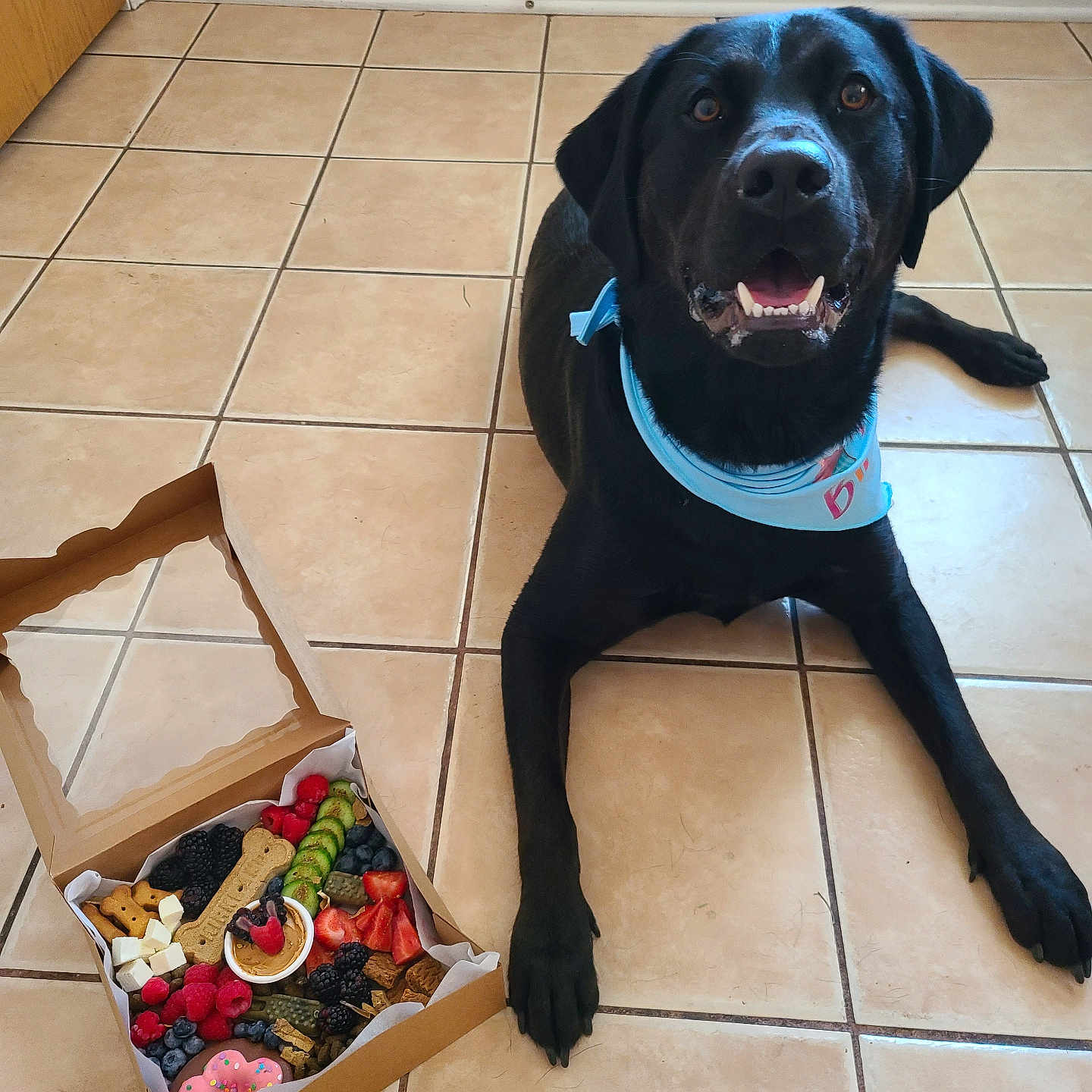 Jax is registered to the contest to win money with this photo: accessories, animal, architecture, basket, box, canine, dog, drawer, flower, flowerarrangement, furniture, hardwood, hound, labradorretriever, pet, plant, pointer, puppy, tile, wood