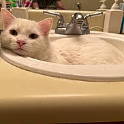 Diamond is registered to the contest to win money with this photo: cat, white_cat, sink, bathroom, faucet, pet, animal, resting, domestic, fur, whiskers, pink_nose, ears, countertop, mirror, soap_dispenser, bottle, relaxed, indoor, cute