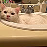 cat, white_cat, sink, bathroom, faucet, pet, animal, resting, domestic, fur, whiskers, pink_nose, ears, countertop, mirror, soap_dispenser, bottle, relaxed, indoor, cute