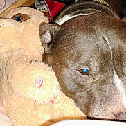 Champo joined the competition — help win amazing prizes! dog, stuffed_animal, plush_toy, cuddling, sleeping, close_up, pet, brown_fur, white_markings, floppy_ears, snout, eyes, bed, blanket, indoors, cozy, cute, companion, flash_photography, portrait